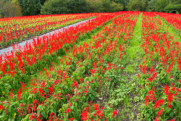 Image showing Salvia field in red