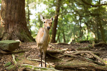 Image showing Wildness deer