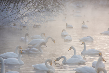 Image showing Beautiful white whooping swans