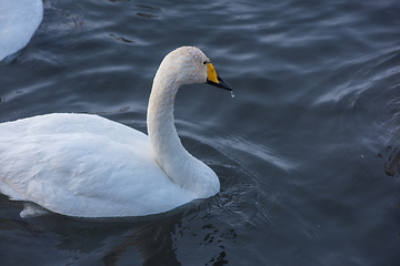 Image showing Beautiful white whooping swans