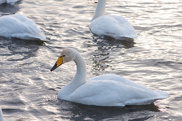 Image showing Beautiful white whooping swans