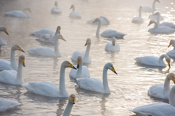 Image showing Beautiful white whooping swans