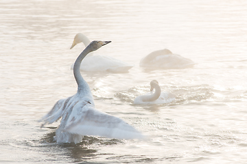 Image showing Beautiful white whooping swans