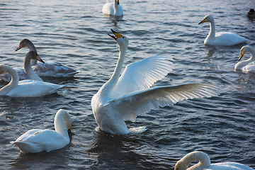 Image showing Fighting white whooping swans