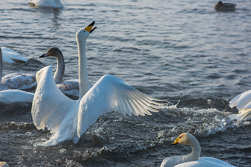 Image showing Fighting white whooping swans