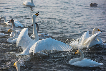 Image showing Fighting white whooping swans