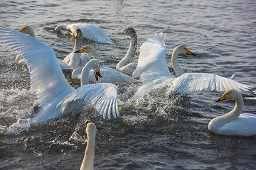 Image showing Fighting white whooping swans
