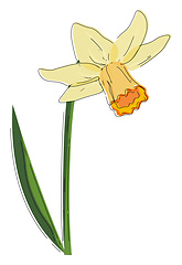 Image showing Beautiful narcissus flower vector or color illustration