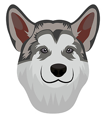 Image showing Alaskan Malamute illustration vector on white background