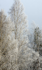 Image showing Winter landscape