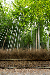 Image showing Green Bamboo forest in Kyoto