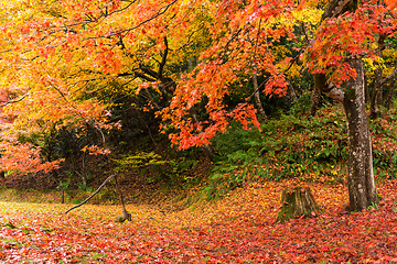 Image showing Autumn landscape