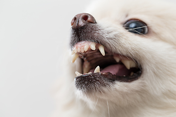 Image showing Pomeranian getting angry close up