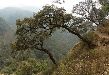 Image showing Hiking in Nepal jungle forest