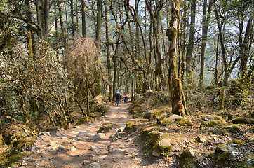 Image showing Hiking in Nepal jungle forest