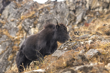 Image showing Yak or nak pasture on grass hills in Himalayas