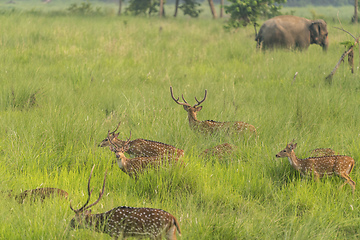 Image showing Sika or spotted deers herd in the elephant grass