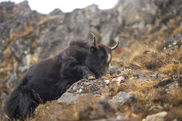 Image showing Yak or nak pasture on grass hills in Himalayas