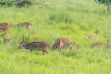 Image showing Sika or spotted deers herd in the elephant grass