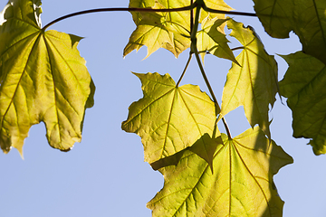 Image showing green leaves