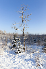 Image showing Snow-covered tree