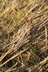 Image showing Rows of stubble