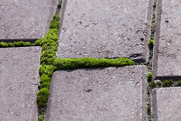 Image showing old Bricks and grass