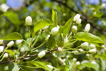 Image showing apple tree buds