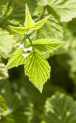 Image showing closed raspberry buds