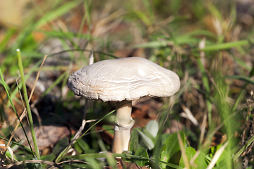 Image showing Mushroom, close up