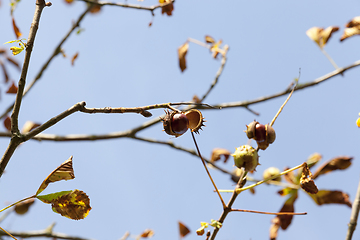 Image showing chestnut on branch