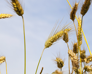 Image showing Wheat field