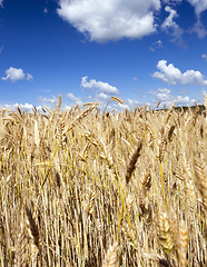 Image showing Rich harvest