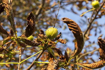 Image showing autumn tree chestnuts