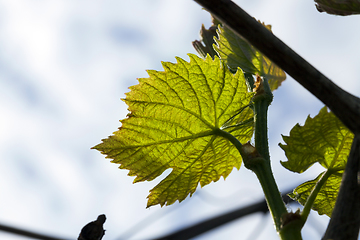 Image showing Grape leaves