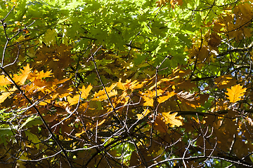 Image showing oak tree