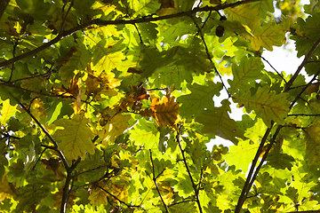 Image showing yellowing leaves