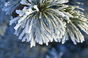 Image showing hoarfrost pine