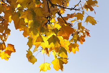 Image showing maple leaves fall