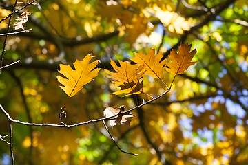 Image showing orange autumn oak