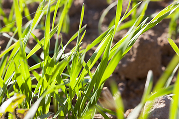 Image showing new crop of cereals