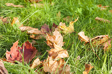 Image showing Fallen maple leaves