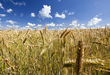 Image showing golden rye