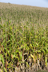 Image showing autumn corn field