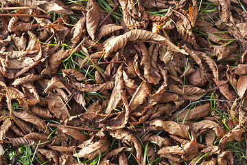 Image showing dry foliage chestnut