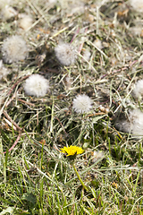 Image showing dry dandelion