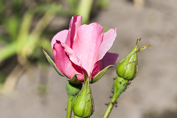 Image showing pink rose