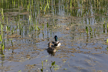 Image showing floating ducks