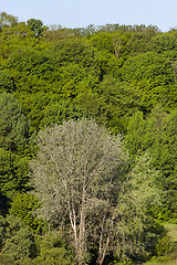Image showing mixed forest