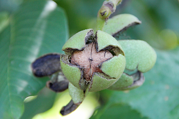 Image showing Ripe walnut on branch with green leaves. Juglans regia fruit ripening on tree